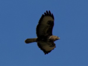 buzzard near cark, march 2018