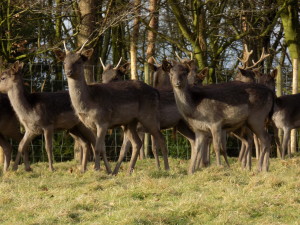 levens park deer7