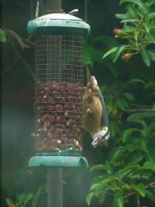 nuthatch in back garden at 9LHR june 2018c