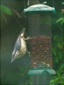nuthatch in back garden at 9LHR june 2018d